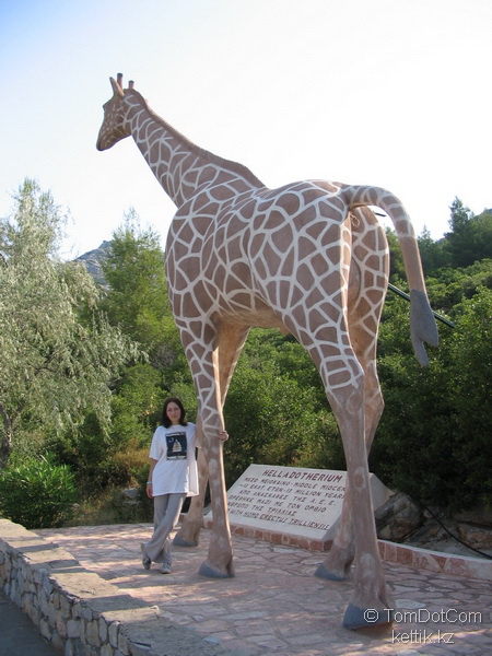 Огромный жираф