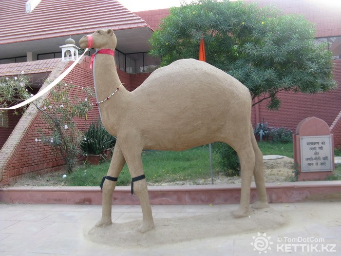 Песчаный верблюд