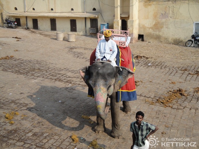 Раскрашенный слон посреди засранного двора