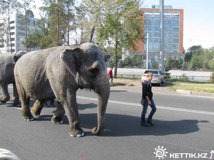 Слоны на улицах