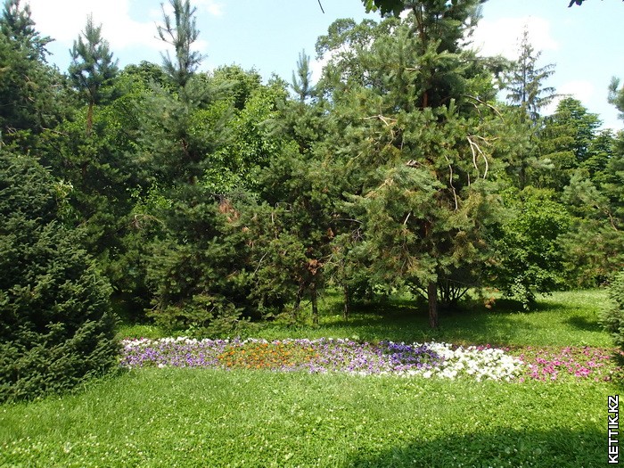 Цветы в парке