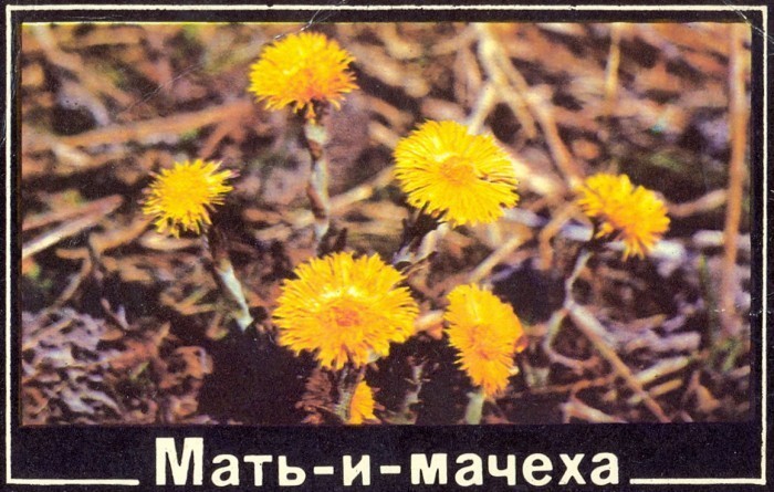 Мать-и-мачеха