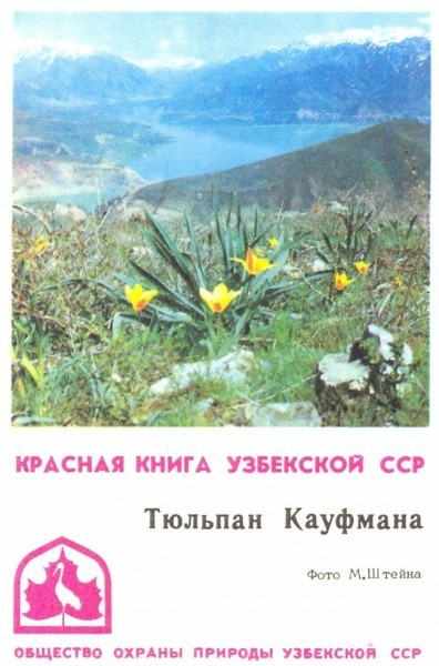 Тюльпан Кауфмана