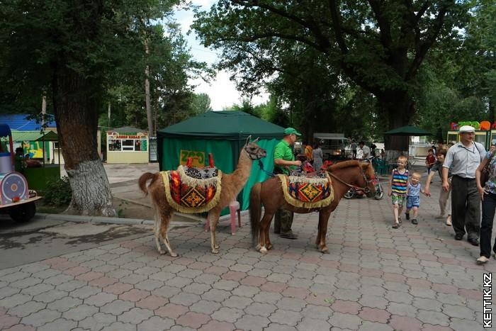 Лама и пони