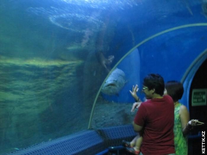 Тоннель-аквариум