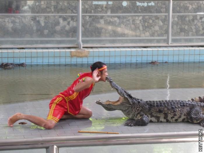 Шоу крокодилов