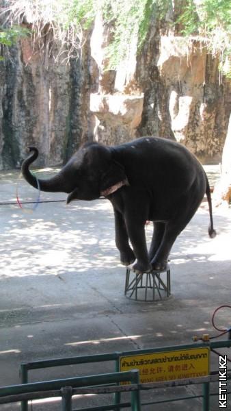 Слоновье шоу