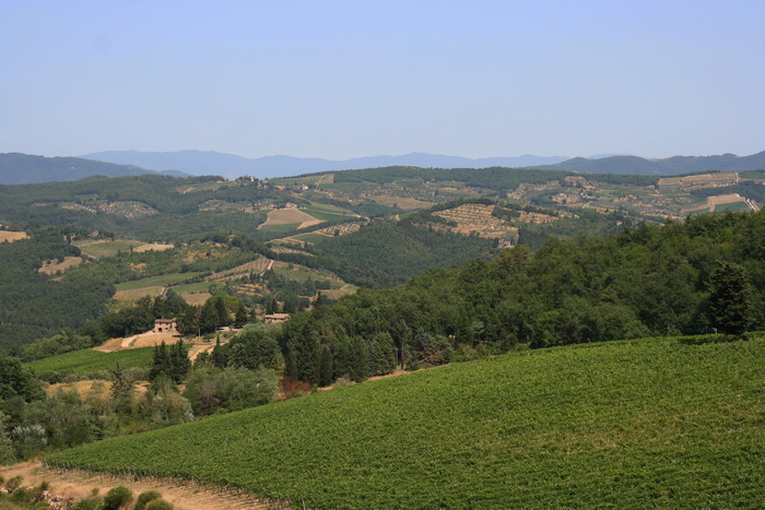 Виноградники Тосканы