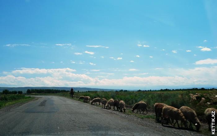 Бараны