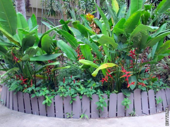 Heliconia rostrata