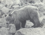Алтайский медведь