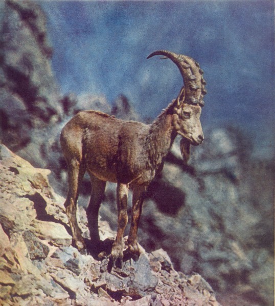 Сибирский козел