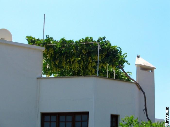 Виноградник на крыше