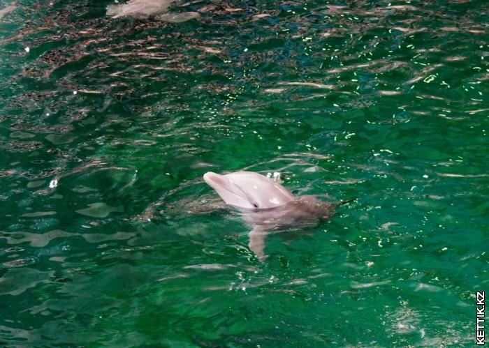 Черноморский дельфин