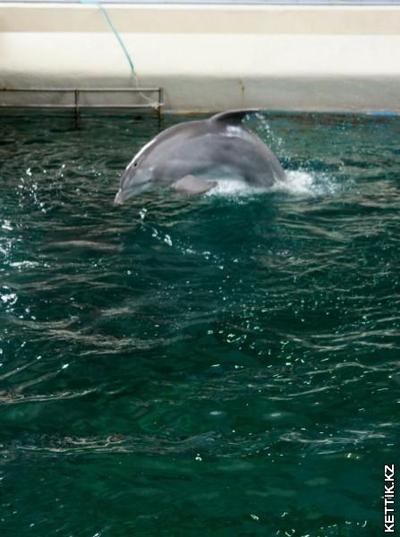 Прыгающий дельфин