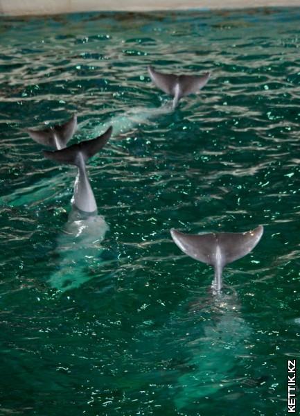 Дельфиньи хвосты