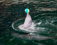 Дельфин с мячом