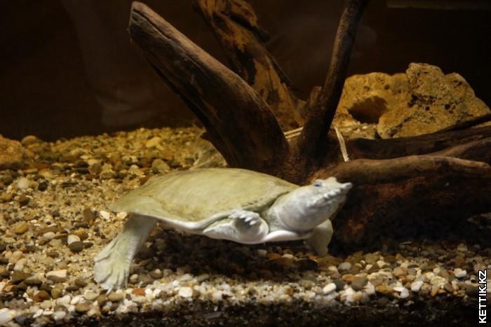 Черепаха Трионикс