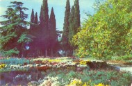Хризантемы