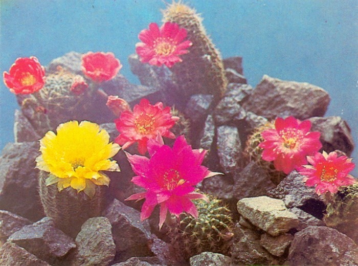 Цветущие кактусы
