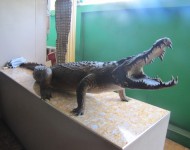 Чучело крокодила