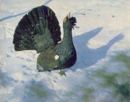 Глухарь