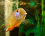 Аквариумная рыбка